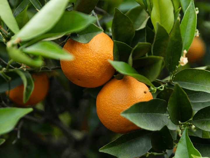 Pomarańcze na drzewie